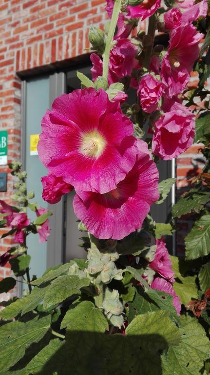 B&B De Grote Plaats Hoogstraten Exterior photo